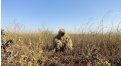 Маскировочный халат Taganrog Друид – купить по цене 3500 руб. в интернет-магазине в городе Волгоград картинка 17